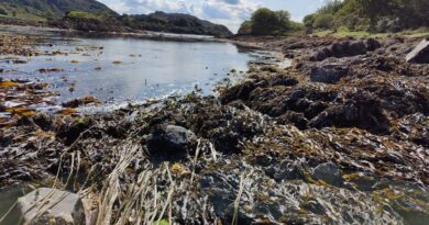 UK Seaweed Launch Helps Industry Capitalise on Emerging Opportunities 