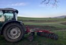 Comment – Oak before the Ash