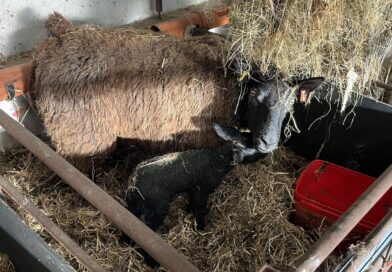 Comment – Davina and Easter